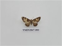 藏品(尺蛾558)的圖片